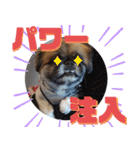 ペキニーズのパニーくん（仲良し編）（個別スタンプ：18）