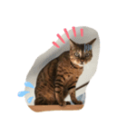 勉三（個別スタンプ：6）