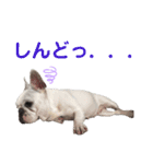 鼻ぺちゃ犬 2（個別スタンプ：1）