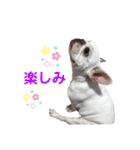 鼻ぺちゃ犬 2（個別スタンプ：2）