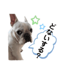 鼻ぺちゃ犬 2（個別スタンプ：3）