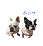 鼻ぺちゃ犬 2（個別スタンプ：5）