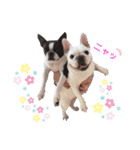 鼻ぺちゃ犬 2（個別スタンプ：8）