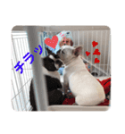 鼻ぺちゃ犬 2（個別スタンプ：9）