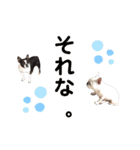 鼻ぺちゃ犬 2（個別スタンプ：10）