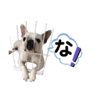 鼻ぺちゃ犬 2（個別スタンプ：11）