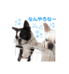 鼻ぺちゃ犬 2（個別スタンプ：12）