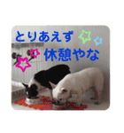 鼻ぺちゃ犬 2（個別スタンプ：13）