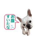 鼻ぺちゃ犬 2（個別スタンプ：14）