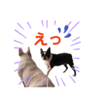 鼻ぺちゃ犬 2（個別スタンプ：15）