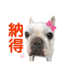 鼻ぺちゃ犬 2（個別スタンプ：16）