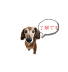 ファンファンLife（個別スタンプ：4）