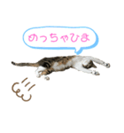 ごえもん日和 3（個別スタンプ：6）