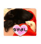 ぺっとすたんぷ_その2（個別スタンプ：1）