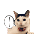 ぺっとすたんぷ_その2（個別スタンプ：3）