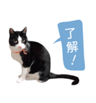 うちのぱんちゃん（個別スタンプ：1）