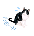 うちのぱんちゃん（個別スタンプ：4）