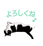 うちのぱんちゃん（個別スタンプ：5）