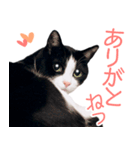 うちのぱんちゃん（個別スタンプ：6）