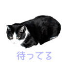 うちのぱんちゃん（個別スタンプ：8）