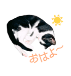うちのぱんちゃん（個別スタンプ：9）