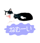 うちのぱんちゃん（個別スタンプ：10）