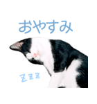 うちのぱんちゃん（個別スタンプ：11）