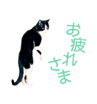 うちのぱんちゃん（個別スタンプ：12）
