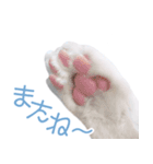 うちのぱんちゃん（個別スタンプ：13）