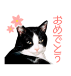 うちのぱんちゃん（個別スタンプ：16）
