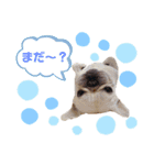 フレンチブルドッグのdaddy（個別スタンプ：12）