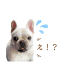 フレンチブルドッグのdaddy（個別スタンプ：13）