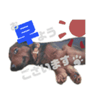 ちょこのスタンプセット（個別スタンプ：16）