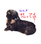 ロッティー2（個別スタンプ：1）
