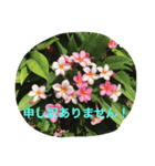 スタンプだけで簡単お返事 ハワイの景色（個別スタンプ：19）