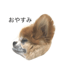 犬たまにネコ（個別スタンプ：1）