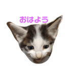 犬たまにネコ（個別スタンプ：3）