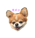 犬たまにネコ（個別スタンプ：6）