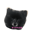 犬たまにネコ（個別スタンプ：7）