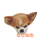 犬たまにネコ（個別スタンプ：8）