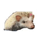ハリネズミまーちんの日常（個別スタンプ：5）