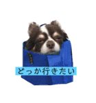 チワワちゃんとパピヨンのリリカさん（個別スタンプ：2）