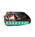 チワワちゃんとパピヨンのリリカさん（個別スタンプ：3）