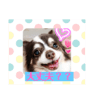 チワワちゃんとパピヨンのリリカさん（個別スタンプ：4）