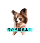 チワワちゃんとパピヨンのリリカさん（個別スタンプ：5）