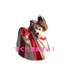 チワワちゃんとパピヨンのリリカさん（個別スタンプ：9）