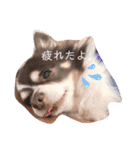 チワワちゃんとパピヨンのリリカさん（個別スタンプ：10）