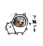 チワワちゃんとパピヨンのリリカさん（個別スタンプ：16）