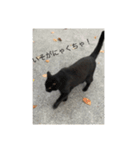 にゃんにゃん111（個別スタンプ：1）