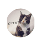 にゃんにゃん111（個別スタンプ：3）